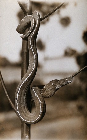 Green tree snake (Chondropython viridis), coiled around a branch. Photograph, 1900/1920.
