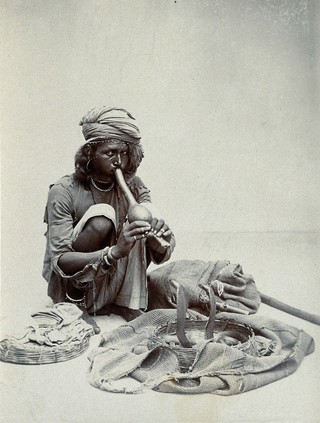 An Indian snake charmer squatting down playing his pipe, with two cobras in a basket in front of him, in a studio setting. Photograph, ca.1900.