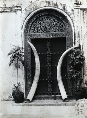 An ornate carved doorway in Zanzibar, with an enormous pair of elephant's tusks leaning against it.