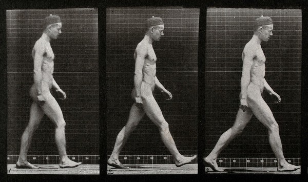 A man walking. Collotype after Eadweard Muybridge, 1887.