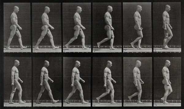 A man walking. Collotype after Eadweard Muybridge, 1887.