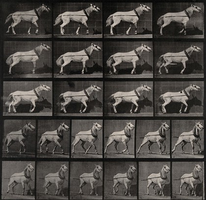 A cart-horse pulling. Collotype after Eadweard Muybridge, 1887.