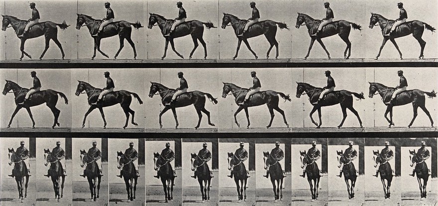 A jockey riding a race-horse. Collotype after Eadweard Muybridge, 1887.