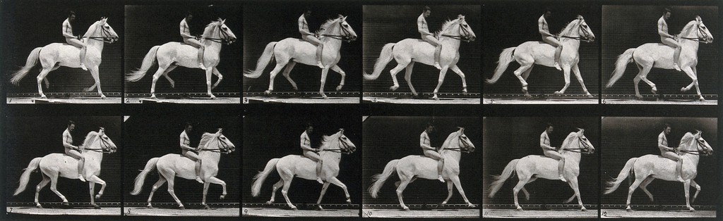 A horse walking. Collotype after Eadweard Muybridge, 1887.