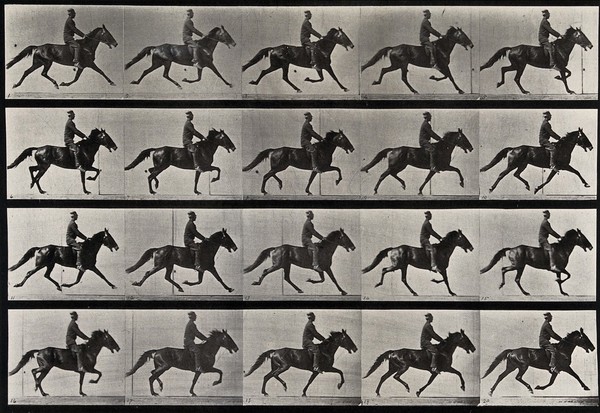 A horse trotting. Collotype after Eadweard Muybridge, 1887.