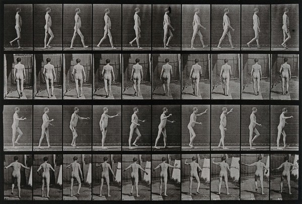 A man walking. Collotype after Eadweard Muybridge, 1887.