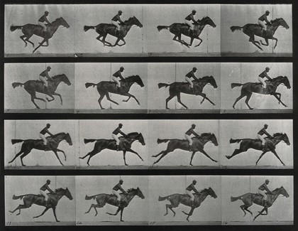 A galloping horse and rider. Collotype after Eadweard Muybridge, 1887.