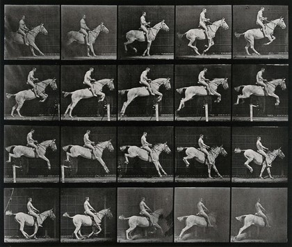 A horse jumping a hurdle. Collotype after Eadweard Muybridge, 1887.