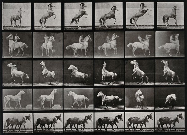 A horse prancing and couple of ponies walking. Collotype after Eadweard Muybridge, 1887.