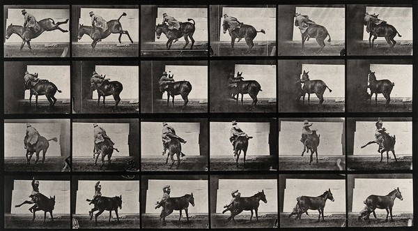 A man falling off a horse. Collotype after Eadweard Muybridge, 1887.