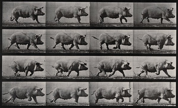 A pig running. Collotype after Eadweard Muybridge, 1887.