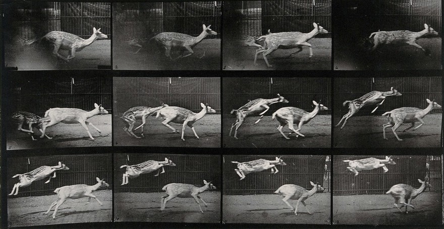 Two deer jumping. Collotype after Eadweard Muybridge, 1887.