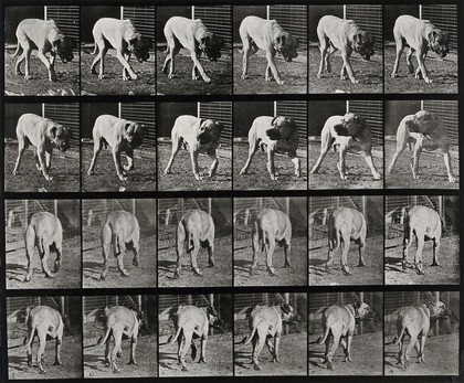 A dog prowling. Collotype after Eadweard Muybridge, 1887.