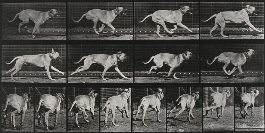 A dog running. Collotype after Eadweard Muybridge, 1887.