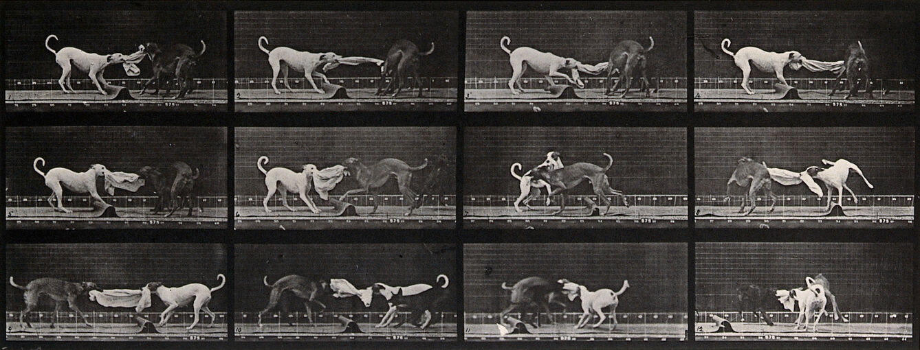 Three dogs fighting over a piece of cloth. Photogravure after Eadweard Muybridge, 1887.