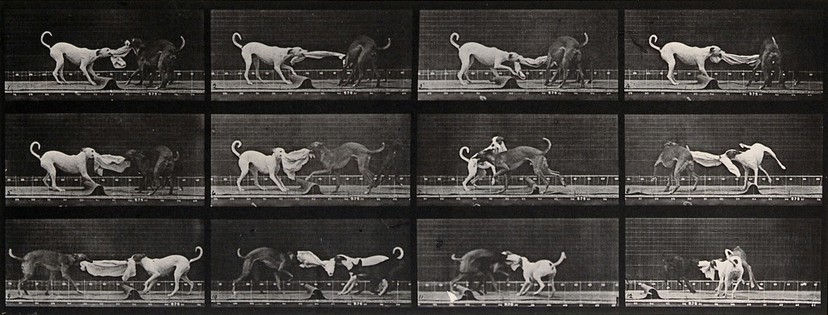 Three dogs fighting over a piece of cloth. Photogravure after Eadweard Muybridge, 1887.