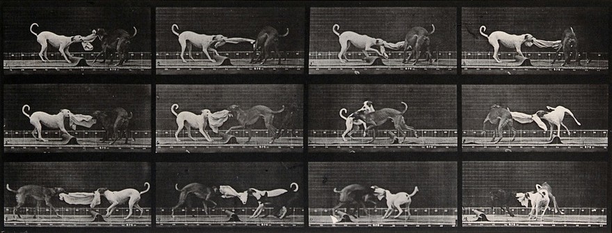 Three dogs fighting over a piece of cloth. Photogravure after Eadweard Muybridge, 1887.