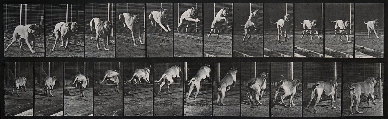 A dog jumping a hurdle. Photogravure after Eadweard Muybridge, 1887.