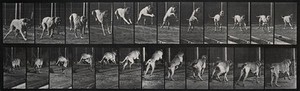 view A dog jumping a hurdle. Photogravure after Eadweard Muybridge, 1887.