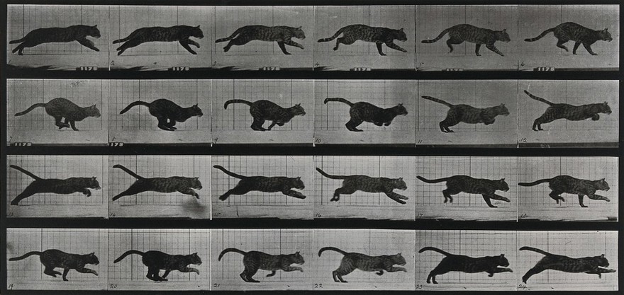 A cat running. Collotype after Eadweard Muybridge, 1887.