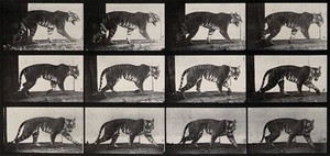 view A tiger walking. Photogravure after Eadweard Muybridge, 1887.