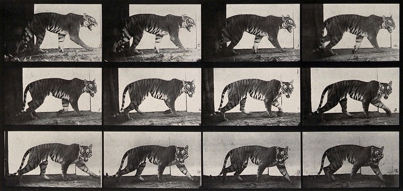 A tiger walking. Photogravure after Eadweard Muybridge, 1887., by Eadweard Muybridge