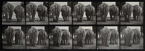 view Two elephants walking. Photogravure after Eadweard Muybridge, 1887.