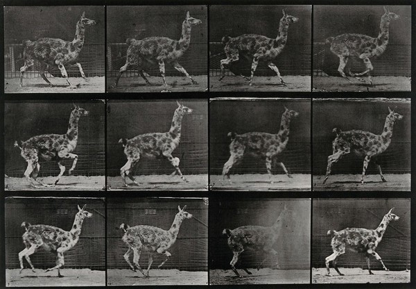 A llama walking. Collotype after Eadweard Muybridge, 1887.