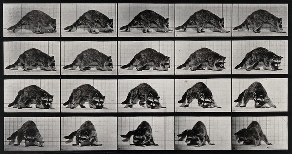 A racoon turning. Collotype after Eadweard Muybridge, 1887.