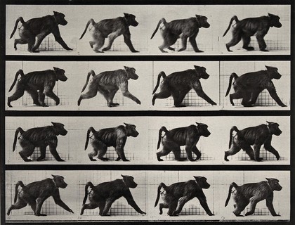 A monkey walking. Collotype after Eadweard Muybridge, 1887.