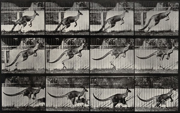 A kangaroo jumping. Collotype after Eadweard Muybridge, 1887.