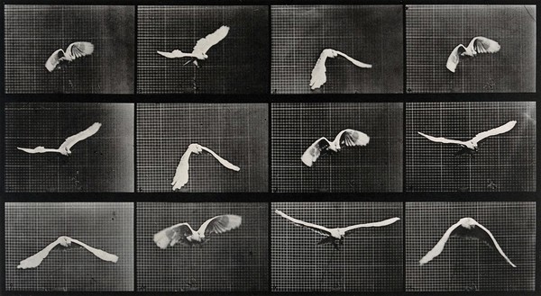 A parrot flying. Collotype after Eadweard Muybridge, 1887.