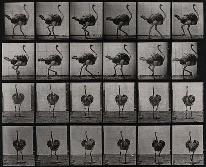 An ostrich walking. Collotype after Eadweard Muybridge, 1887.