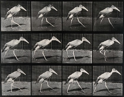 A stork walking. Collotype after Eadweard Muybridge, 1887.