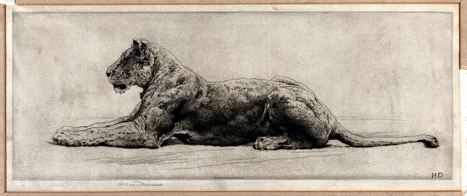 A lioness. Etching by Herbert Dicksee, 1914.