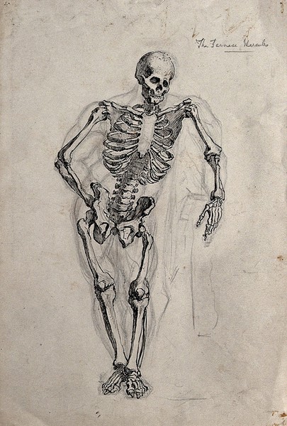 A skeleton in the pose of the Farnese Hercules. Pen and ink drawing.