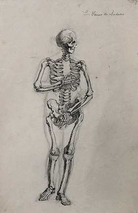 A skeleton in the pose of the Venus de' Medici. Pen and ink drawing.