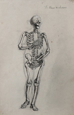 view A skeleton in the pose of the Venus de' Medici. Pen and ink drawing.