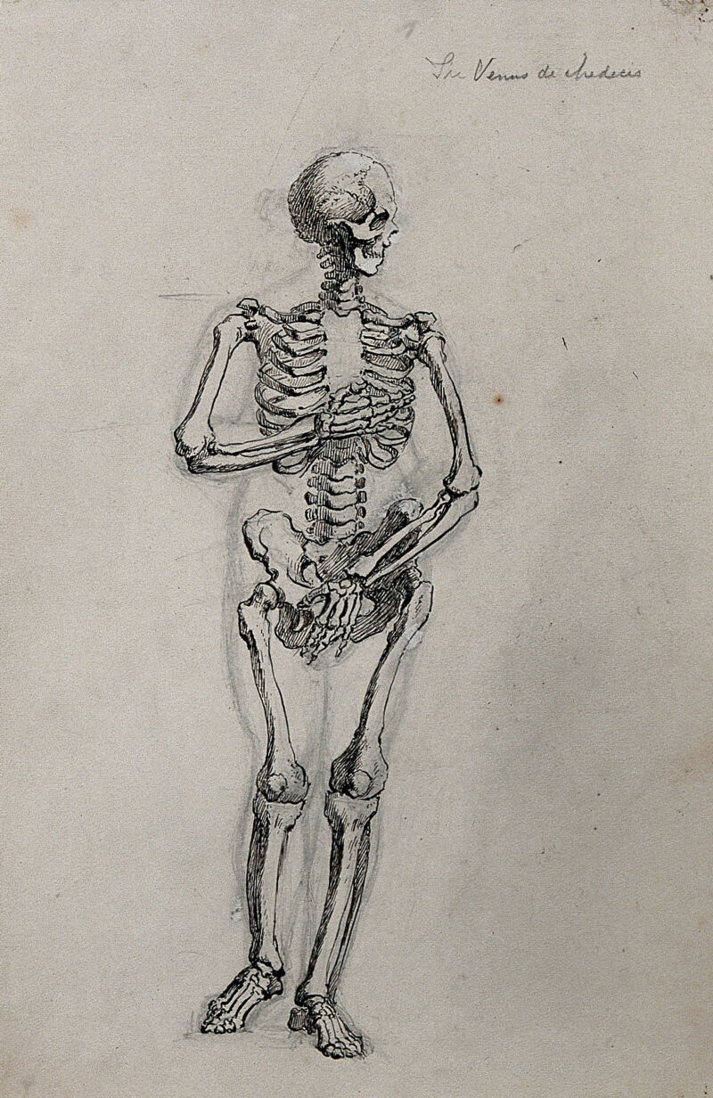 Drawing a Skeleton Inside a Figure · Art Prof