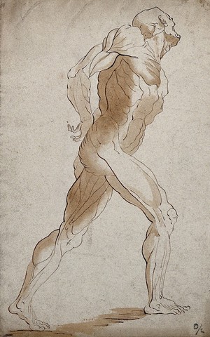 view An écorché male figure, lateral view seen from the right. Pen and ink drawing.