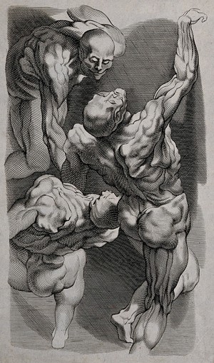 view Three écorché male figures. Engraving.
