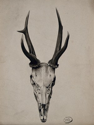 Stags skull deals