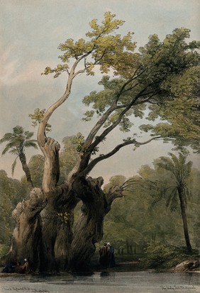 The Holy Tree of Meterah, Egypt. Coloured lithograph by Louis Haghe after David Roberts, 1849.