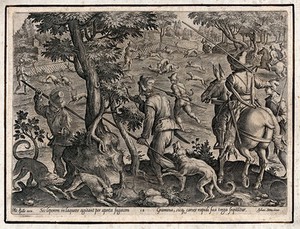 view Hunting: dogs chase hares towards pens while hunters on horseback look on. Engraving by Philipps Galle after J. Stradanus.