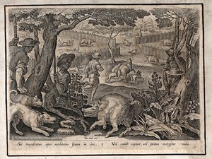 view Hunting: dogs baiting a boar in the foreground, while other wild boar scatter through wicker pens or dive into a muddy pond, driven by fear. Engraving by Philipps Galle after J. Stradanus.