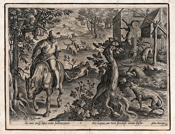Hunting: wolves are attracted by a ram's carcass, are trapped in snares, and fall into a pit hidden by leaves. Engraving by Philipp Galle after Stradanus.