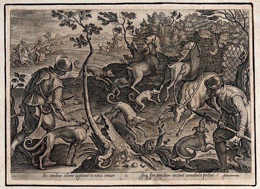 Hunting: dogs scare the deer into nets, whilst a hunter throws his spear into the antlers of a stag. Engraving by Philipp Galle after Stradanus.