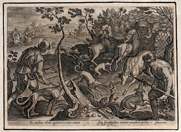 Hunting: dogs scare the deer into nets, while a hunter throws his spear into the antlers of a stag. Engraving by Philipp Galle after Stradanus.