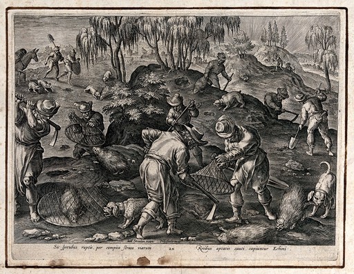 Hunting: watching for hedgehogs and covering them with close fitting nets. Engraving by Philipps Galle after J. Stradanus.