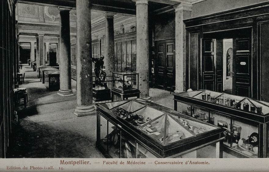 Montpellier, France: the conservatory of anatomy, medical school. Photographic postcard, ca. 1940.